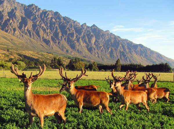 Remarkables Park Stud Farm Deer